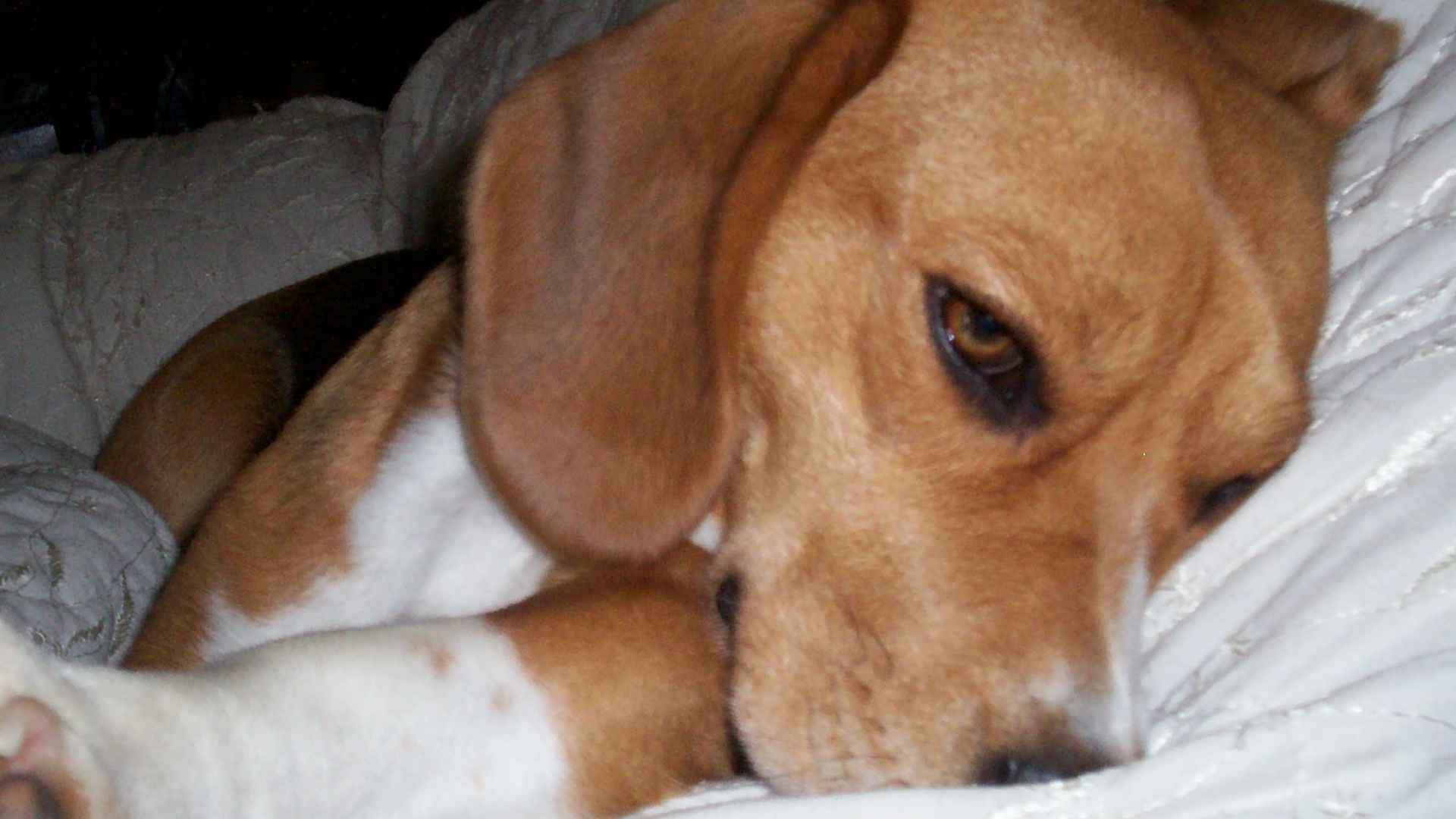 Perro tras ataque epileptico